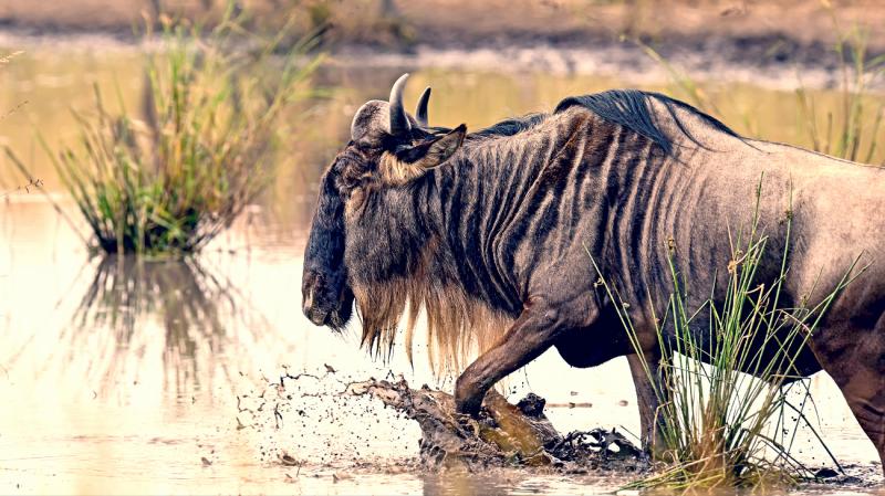 Explore Tracks Of Wildebeest